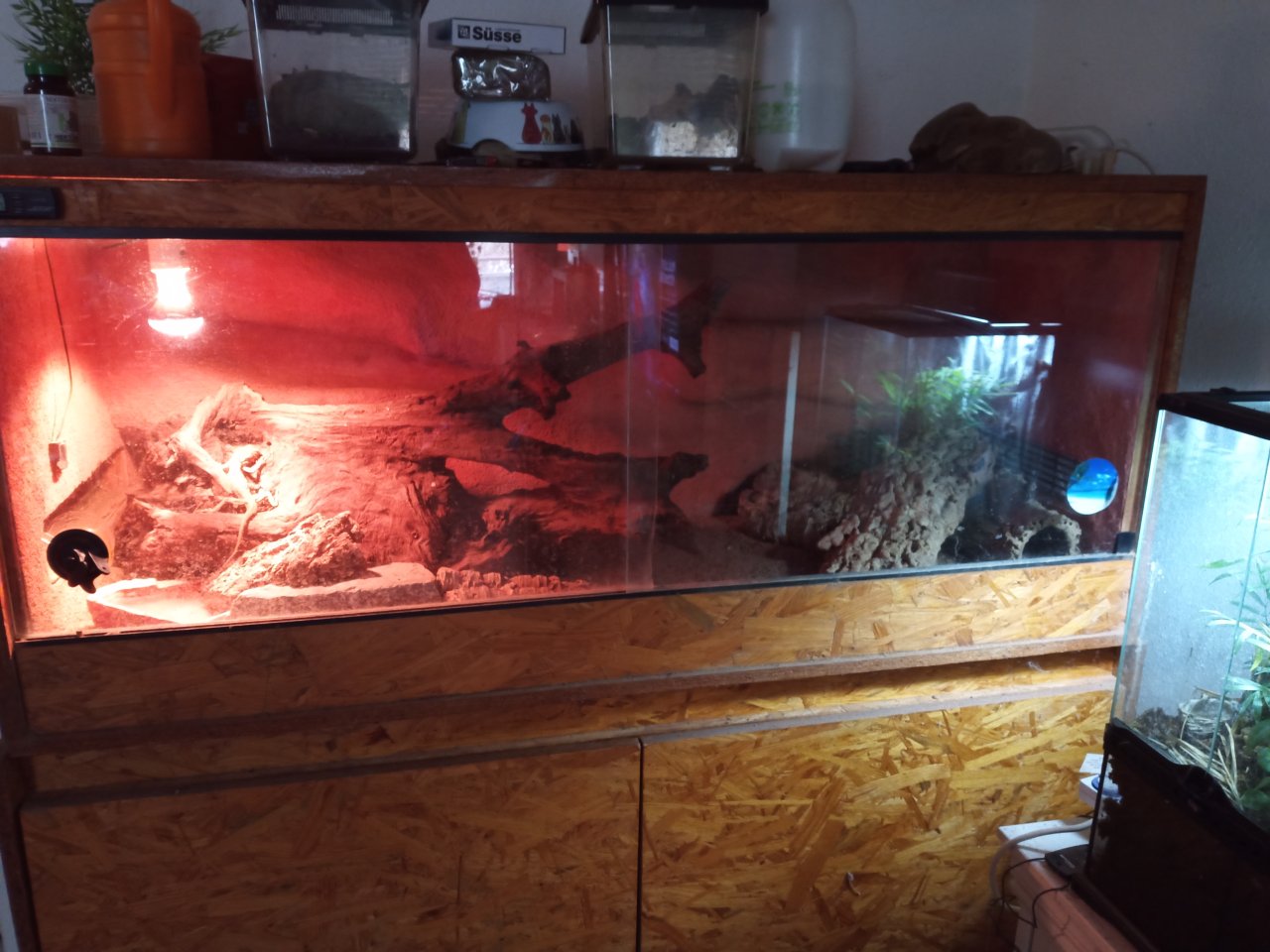 Drei Zwergbartagamen mit oder ohne Holzterrarium - Bartagame - Maintal