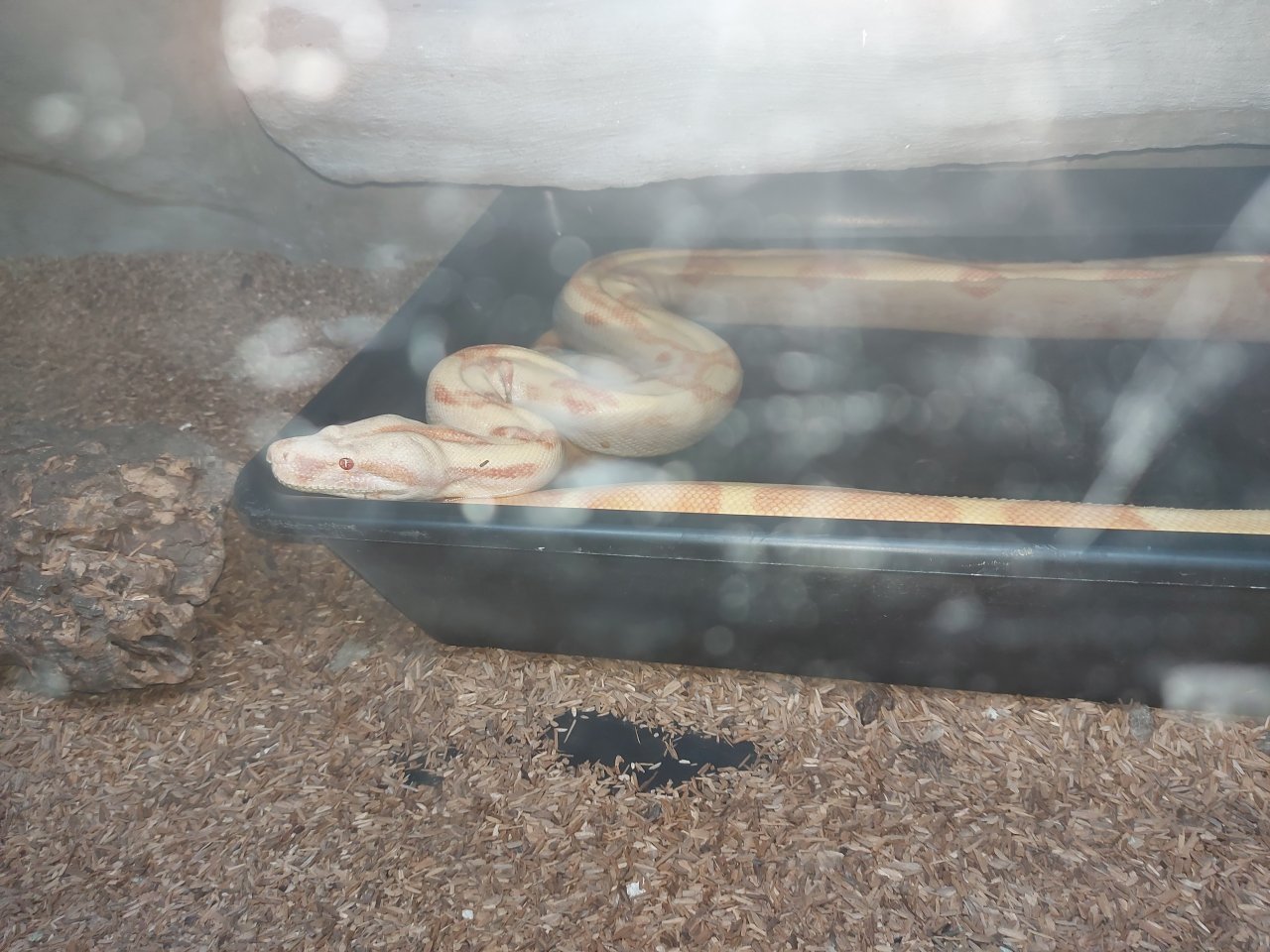 Paar Albino Sunglowboas - Schlangen - Berlin