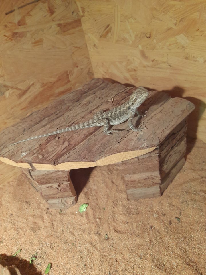 Bartagamen Babys 3 Monate alt - Sonstige Reptilien - Burgbernheim