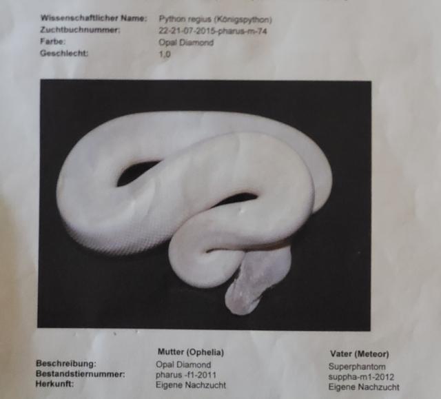 Verkaufe Königspython mit Terrarien und Zubehör - Schlangen Python - Jevenstedt