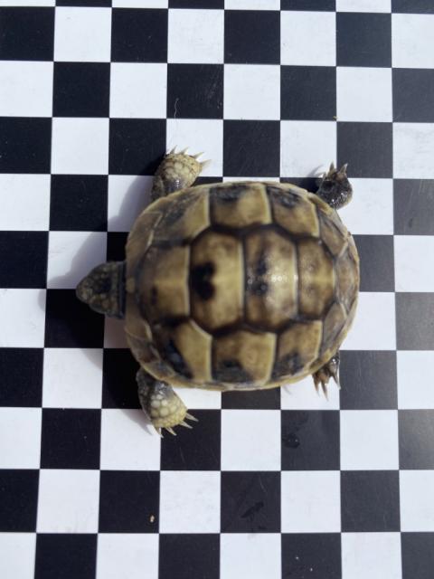 Griechische Landschildkröten aus 2021 und 2022 (Testudo hermanni) zu verkaufen - Schildkroeten - Mering