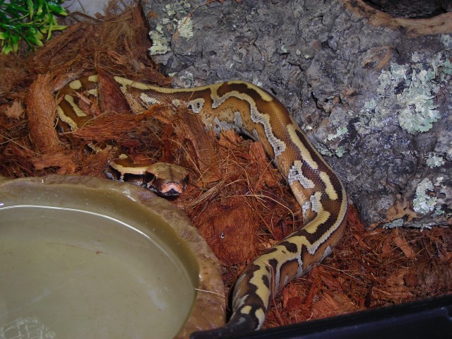 Brongersmai weibchen von 08.210 - Schlangen Python - hemer