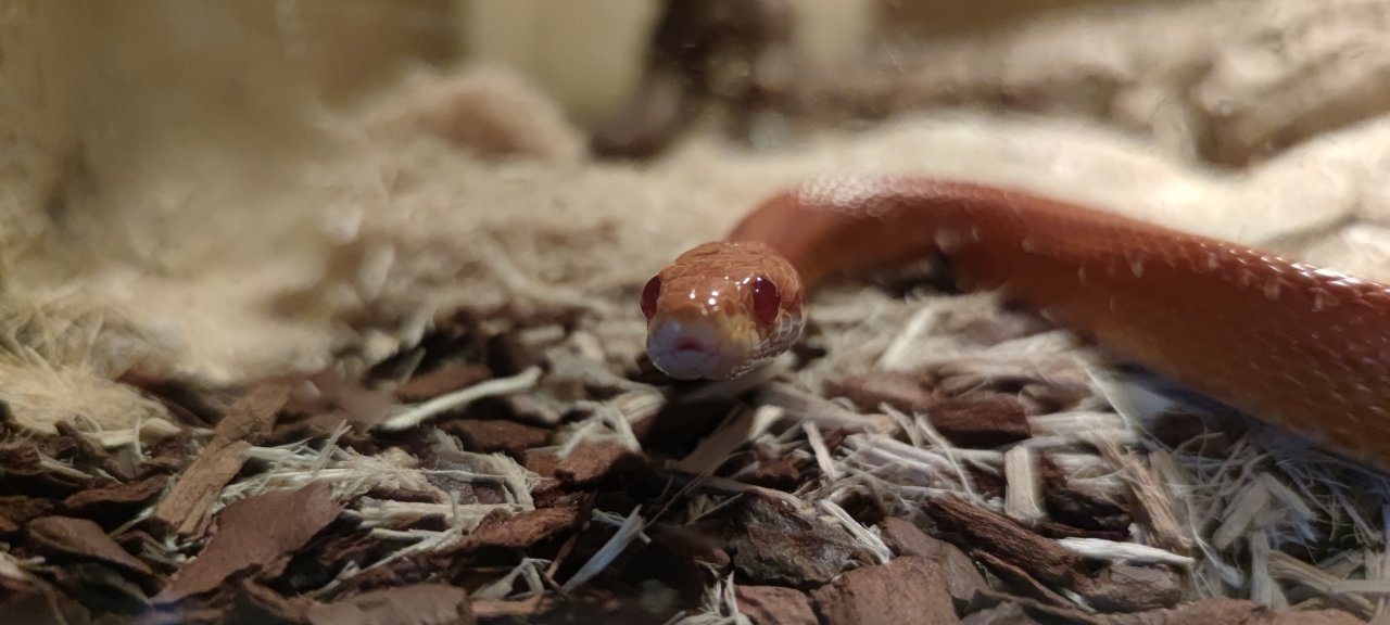 2 adulte Kornnattern + Terrarium + Zubehör abzugeben - Schlangen - Hanau