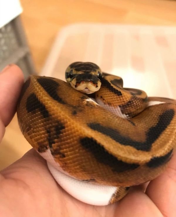 Königspython Piebald Männlich aus 2018 - Schlangen - Reutlingen