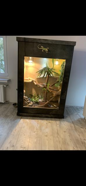 Grüner Leguan mit hochwertig verkleidetem Terrarium  - Leguan - Kürten 