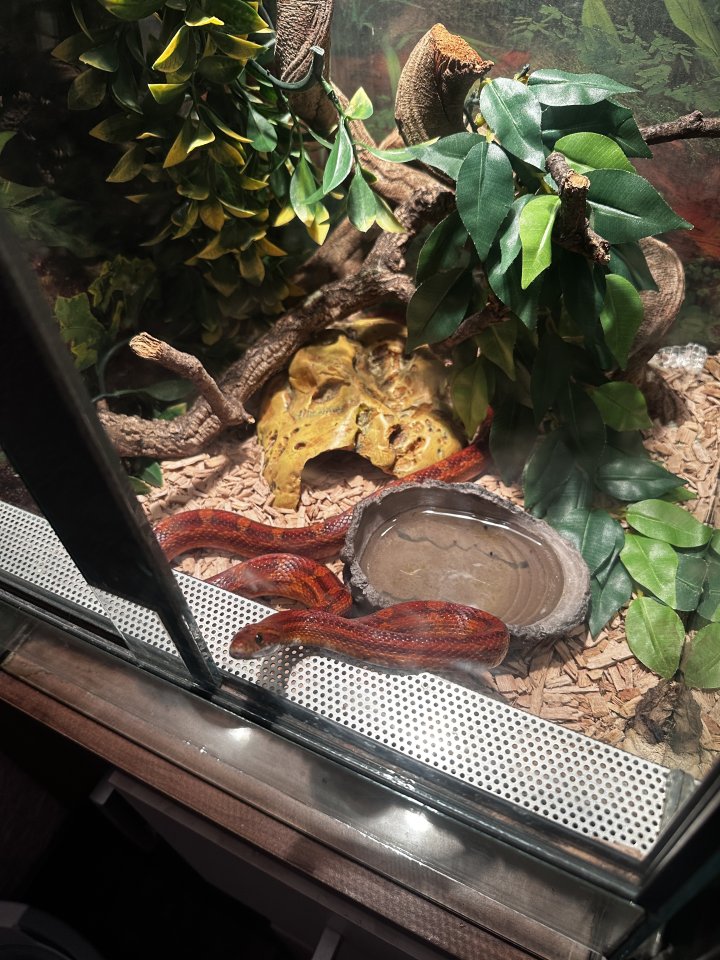 Kornnattern ungiftige Schlangen - Schlangen - Kaiserslautern