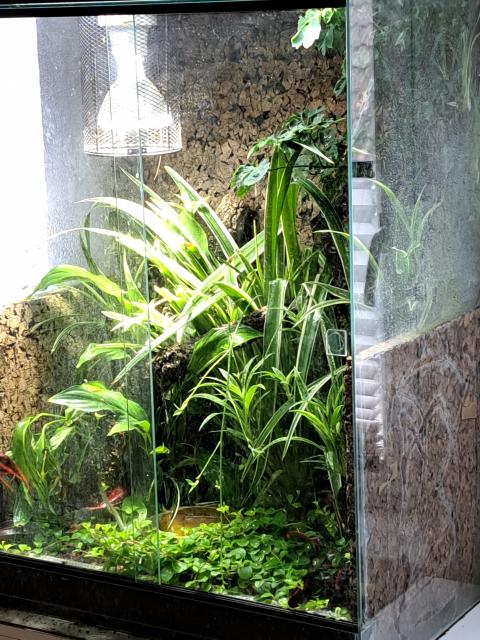 Anolis cristatellus mit Terrarium zu verkaufen - Anolis - Gera