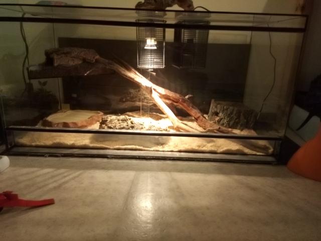 Kornnatter mit Terrarium und Zubehör - Schlangen Natter - Frechen