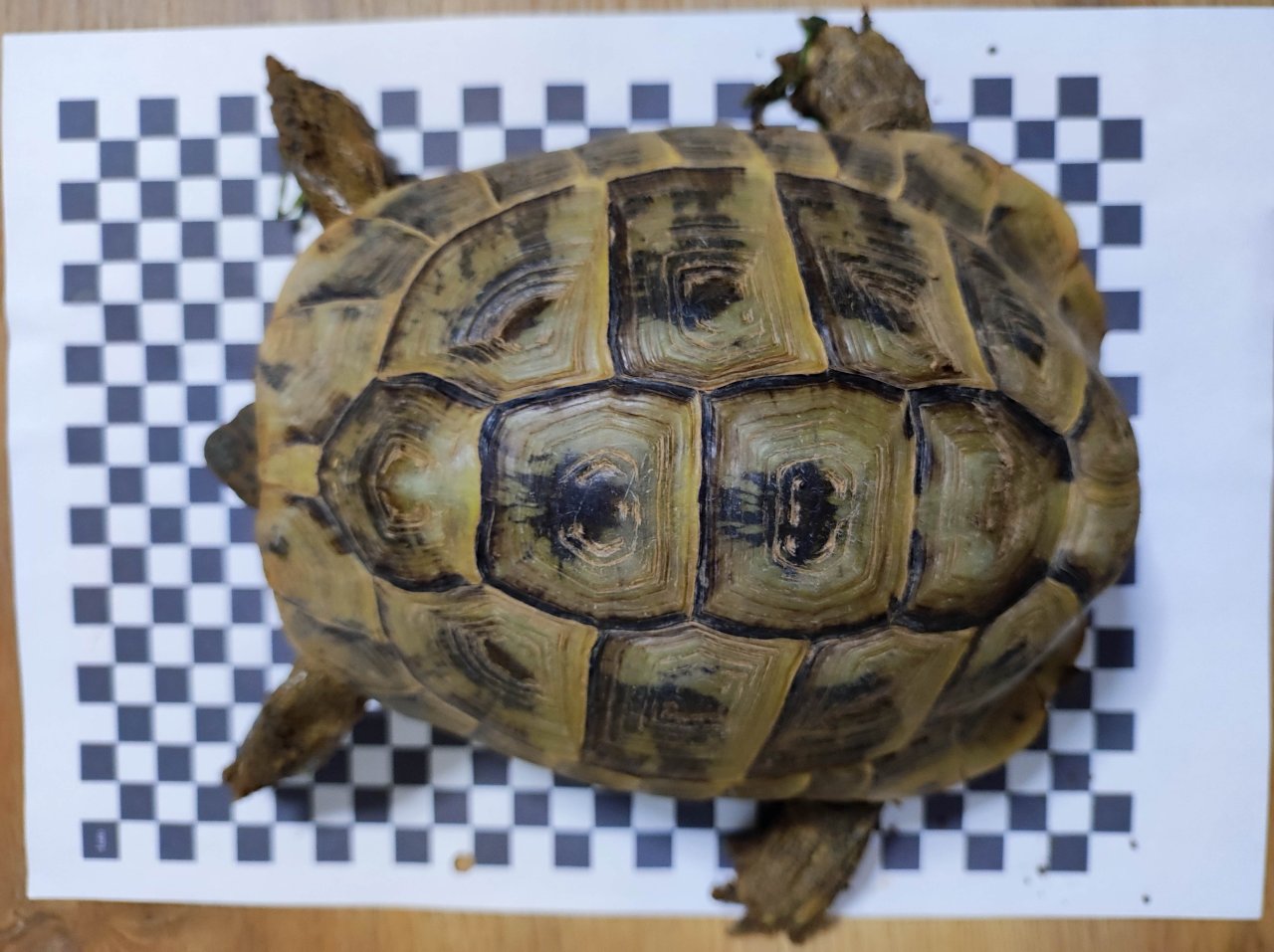 3 Griechische Landschildkröten Th abzugeben 2x Weiblich 1x Männlich - Schildkroeten - Bebra