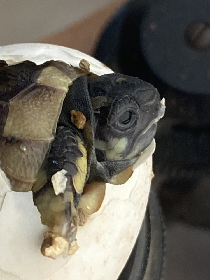 Griechische Landschildkröten - Schildkroeten - Nettetal