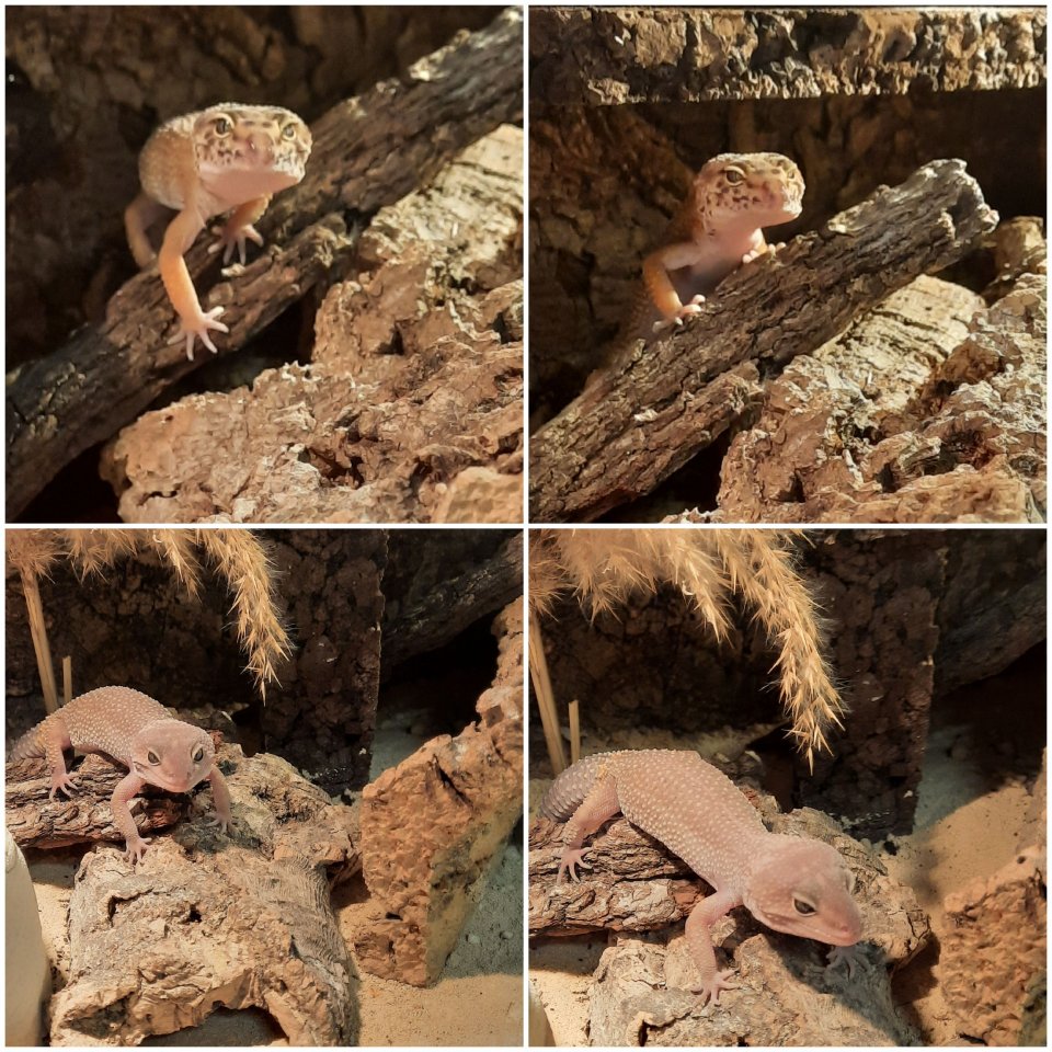 2 weibliche Leopardgecko - Gecko - Hüllhorst