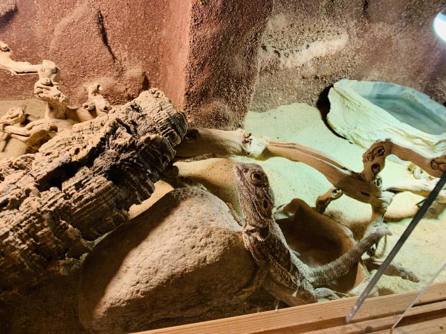 Bartagamen (Pogona Viticeps) zu verschenken - Bartagame - Gummersbach