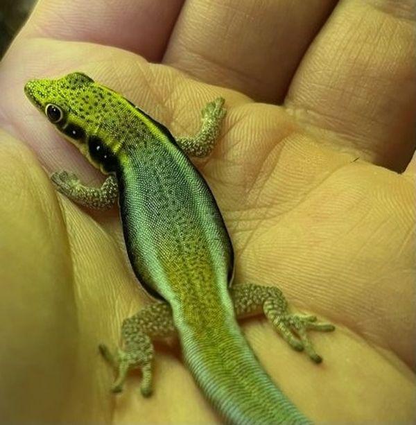 Phelsuma Klemmeri 1.0 - Gecko - Köln