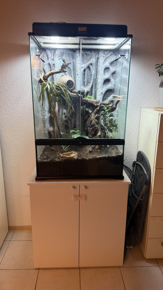 Kronenkopfgecko inkl. Terrarium Komplettset - Gecko - Bad Soden-Salmünster