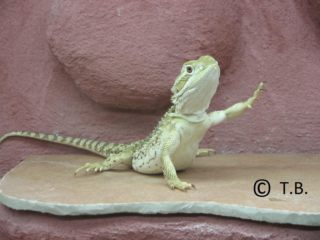 Zwergbartagamen ( Jungtiere ) Pogona Henrylawsoni - Berlin ! - Echsen - Berlin