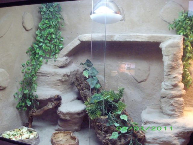 Bartagamen Pärchen mit Holzterrarium zu verkaufen - Terrarien - Oberhausen