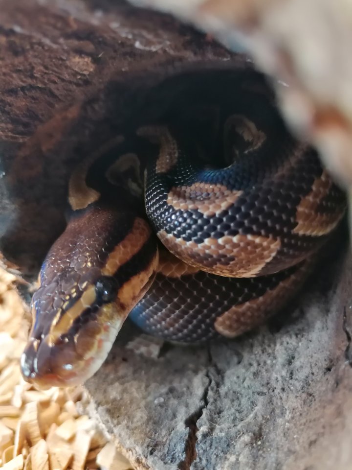 3 wunderschöne Koenigspythons abzugeben - Schlangen - Borsdorf