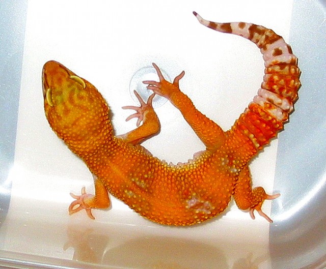 Wunderschöne Leopardgeckos **FARBZUCHTEN** ABZUGEBEN - Gecko - Herxheim