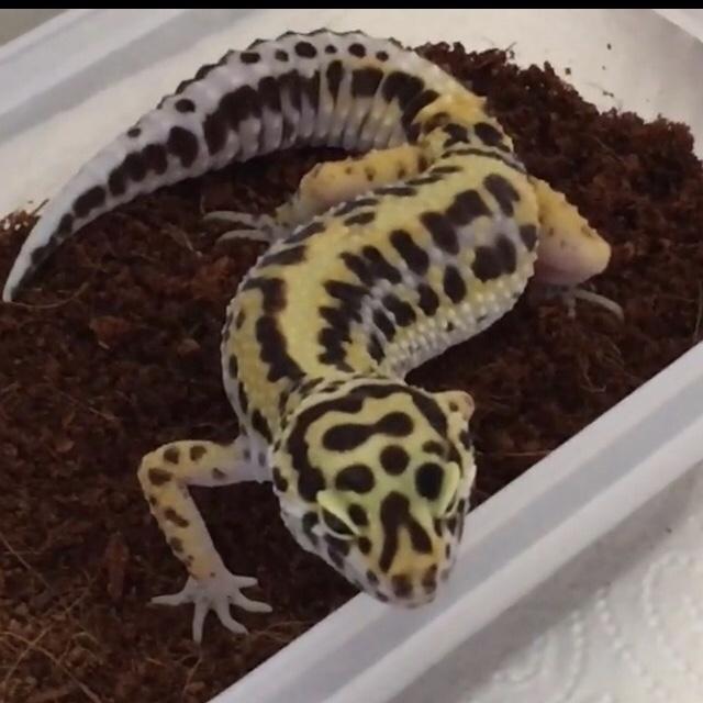 Leopardgecko - Gecko - Mörfelden-Walldorf 
