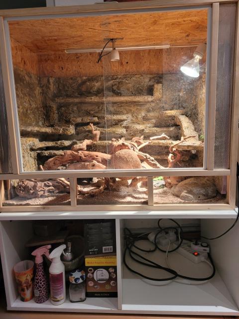2 Leopardgeckos (m/w) inkl. komplett eingerichtetem Terrarium + weitere Zubehör  - Gecko - Stuttgart