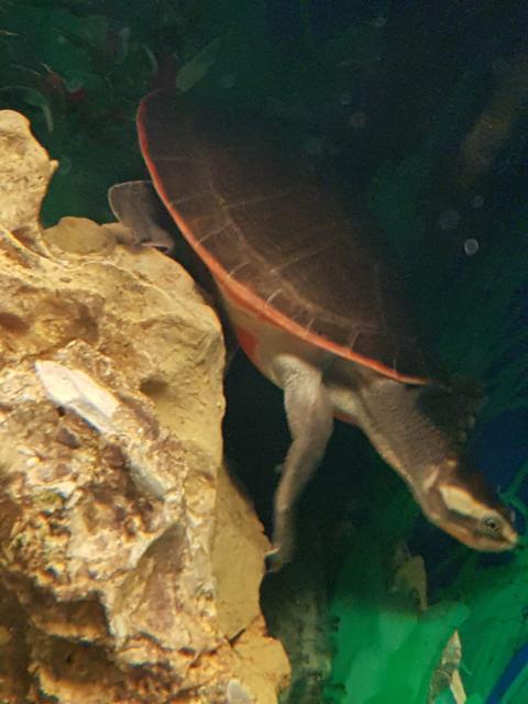 Rotbauch- Spitzkopfschildkröte (Emydurasubglobosa) - Schildkroeten - Babenhausen 