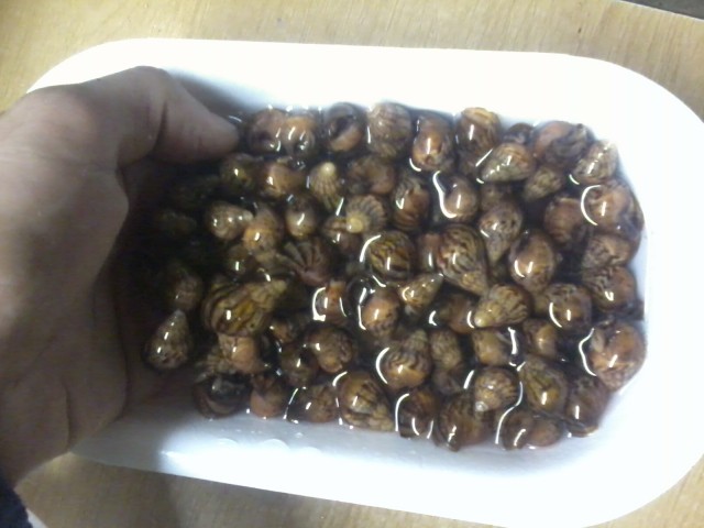 200 Achatschnecken fulica gefrostet - Futtertiere - Möhringen