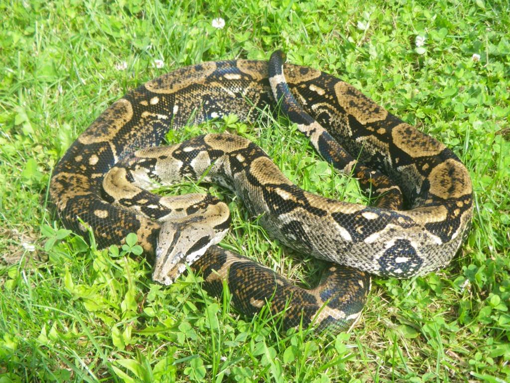 0.0.4 Boa Imperator von April 23 - Schlangen - Darmstadt
