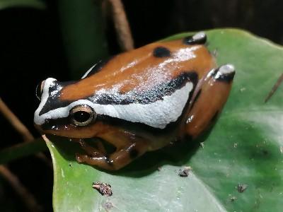 Hyperolius mitchell abzugeben - Frosch - Schwarzenberg