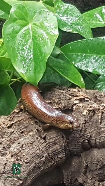 1,2 Lygosoma corpulentum - Echsen - LEIPZIG