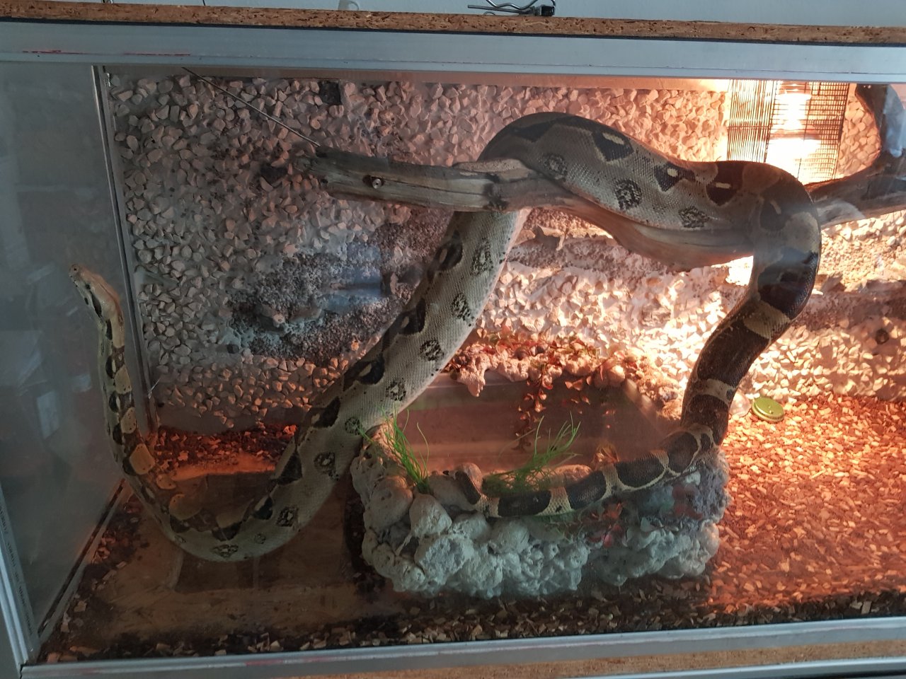 Boa Constrictor Imperator - Schlangen - Gummersbach 