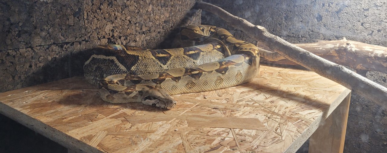 Boa Constrictor Imperator Weibchen, geb. 2020 - Schlangen - Oberkrämer OT Schwante