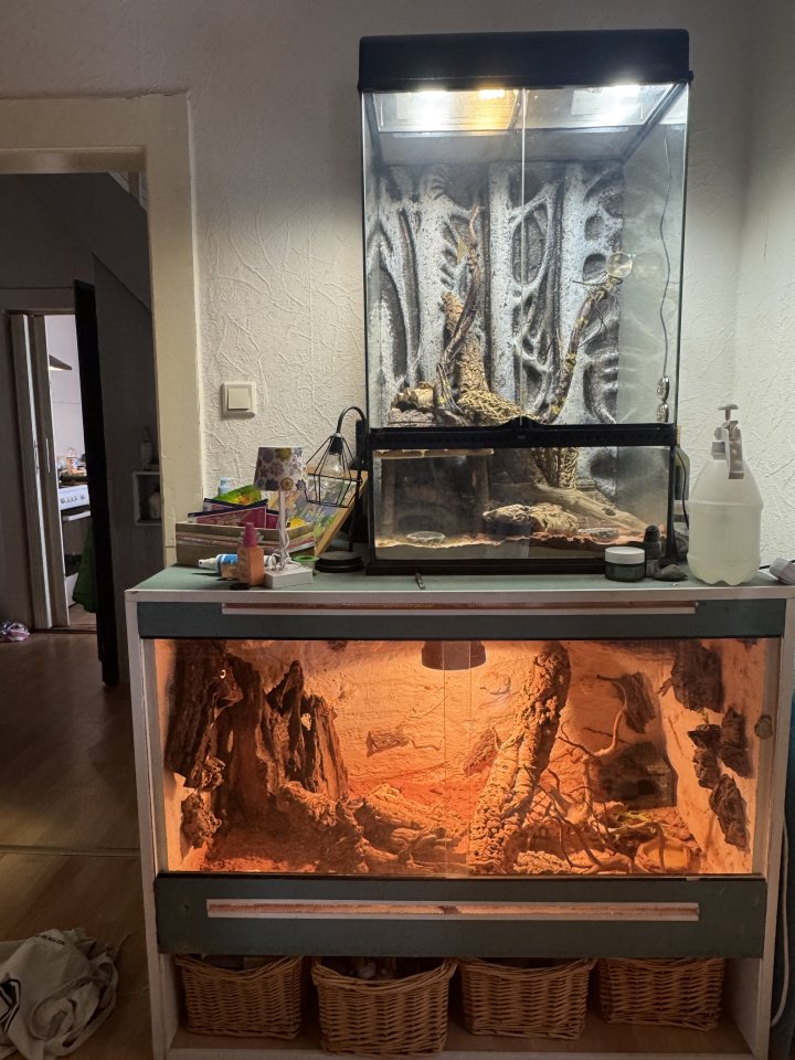 ? Leopardgeckos mit Terrarien abzugeben – nur Abholung - Gecko - Gatersleben