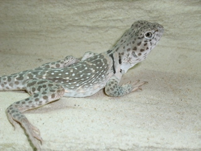 Junge Halsbandleguan Weibchen abzugeben - Leguan - Frasdorf