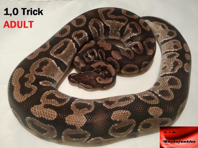 Königspython Männchen Adult, Trick, Calico, Gravel - Schlangen Python - Gardelegen