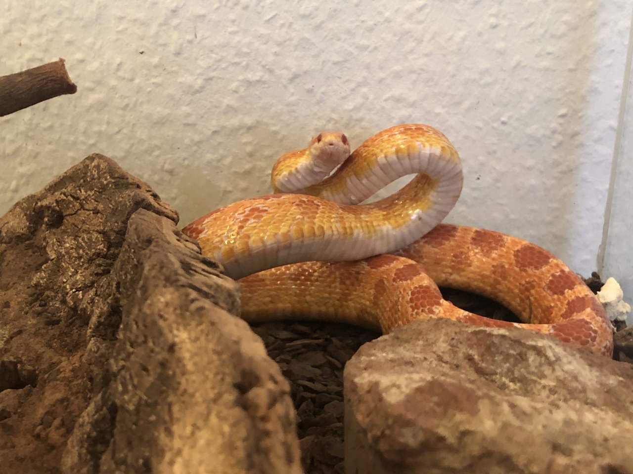 Kornnatter mit Terrarium - Schlangen - Angern