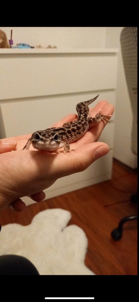 3 Leopardgeckos inkl Terrarium und Technik - Gecko - Solingen