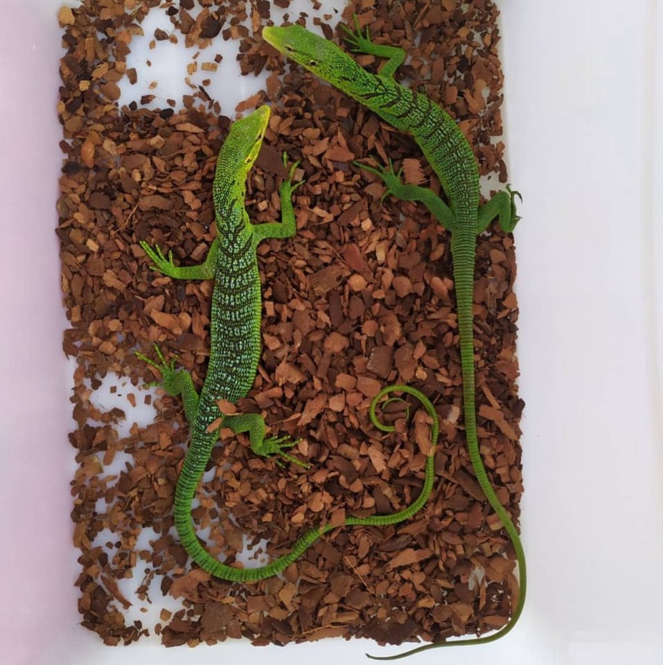 Varanus Prasinus (Smaragdbaumwaran) - Echsen - Berlin