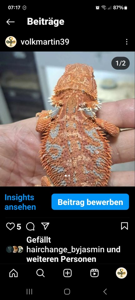 Farbbartagamen extrem red blue tiger an - Bartagame - Dommershausen