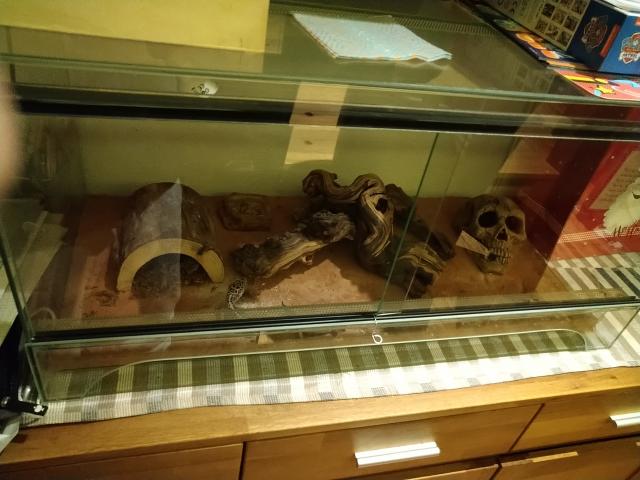 Terrarium mit 4 Leopardengeckos  - Sonstige Reptilien - Illingen, Hüttigweiler