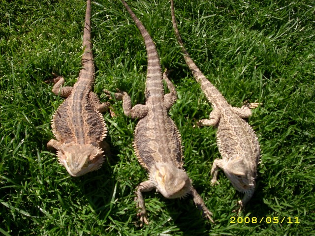 Bartagamen Eier/Babys - Echsen - Solingen