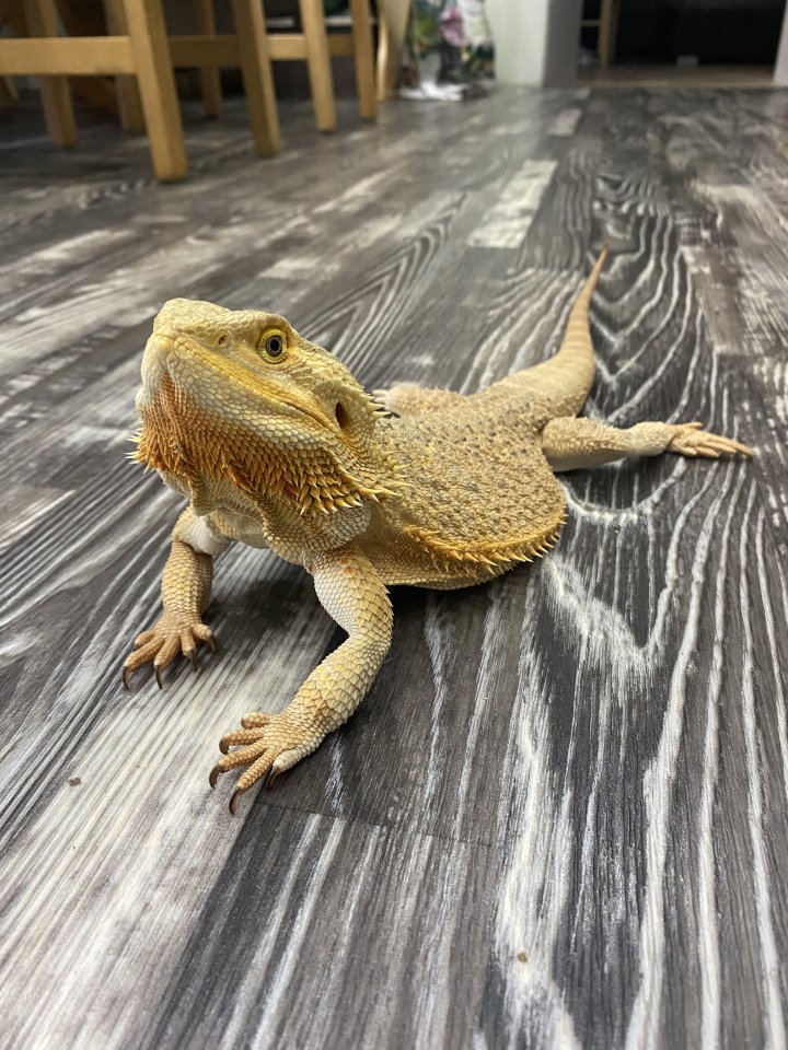 Farbbartagame Weibchen - Bartagame - Velten