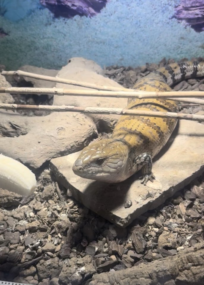 Blauzungenskink in gute Hände abzugeben - Sonstige Reptilien - Göttingen