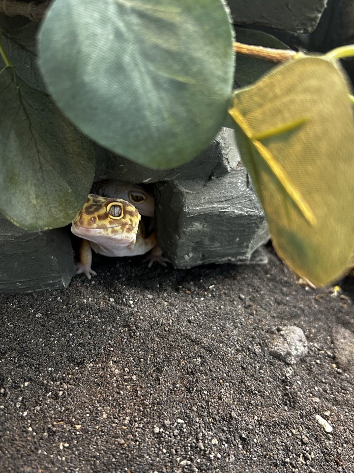 2 Leopardgeckos weiblich (dringend) - Gecko - Traunstein