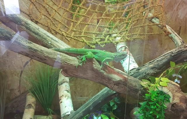 2 Grüne Leguane  - Leguan - Kempen