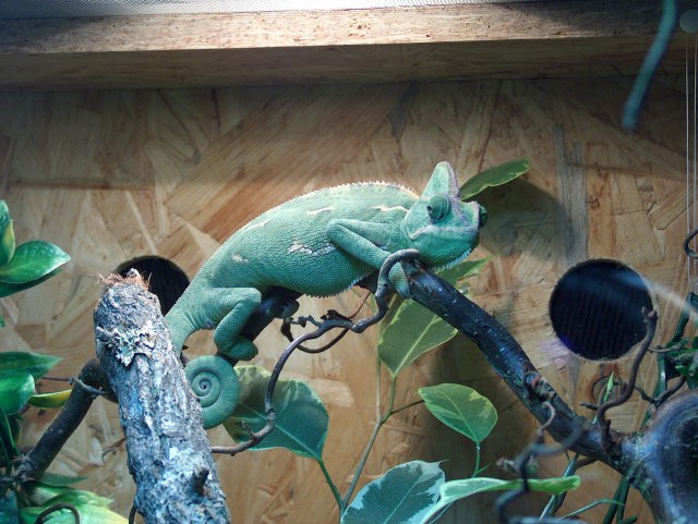 Jemen Chamäleon Weibchen - Chamaeleon - Pinneberg