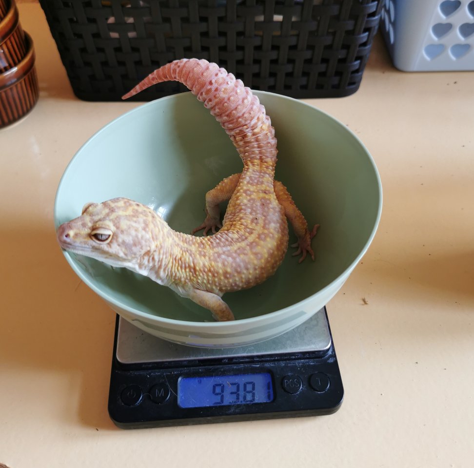 1.0 Leopardgecko Giant Tremper Albino - Gecko - Meinerzhagen