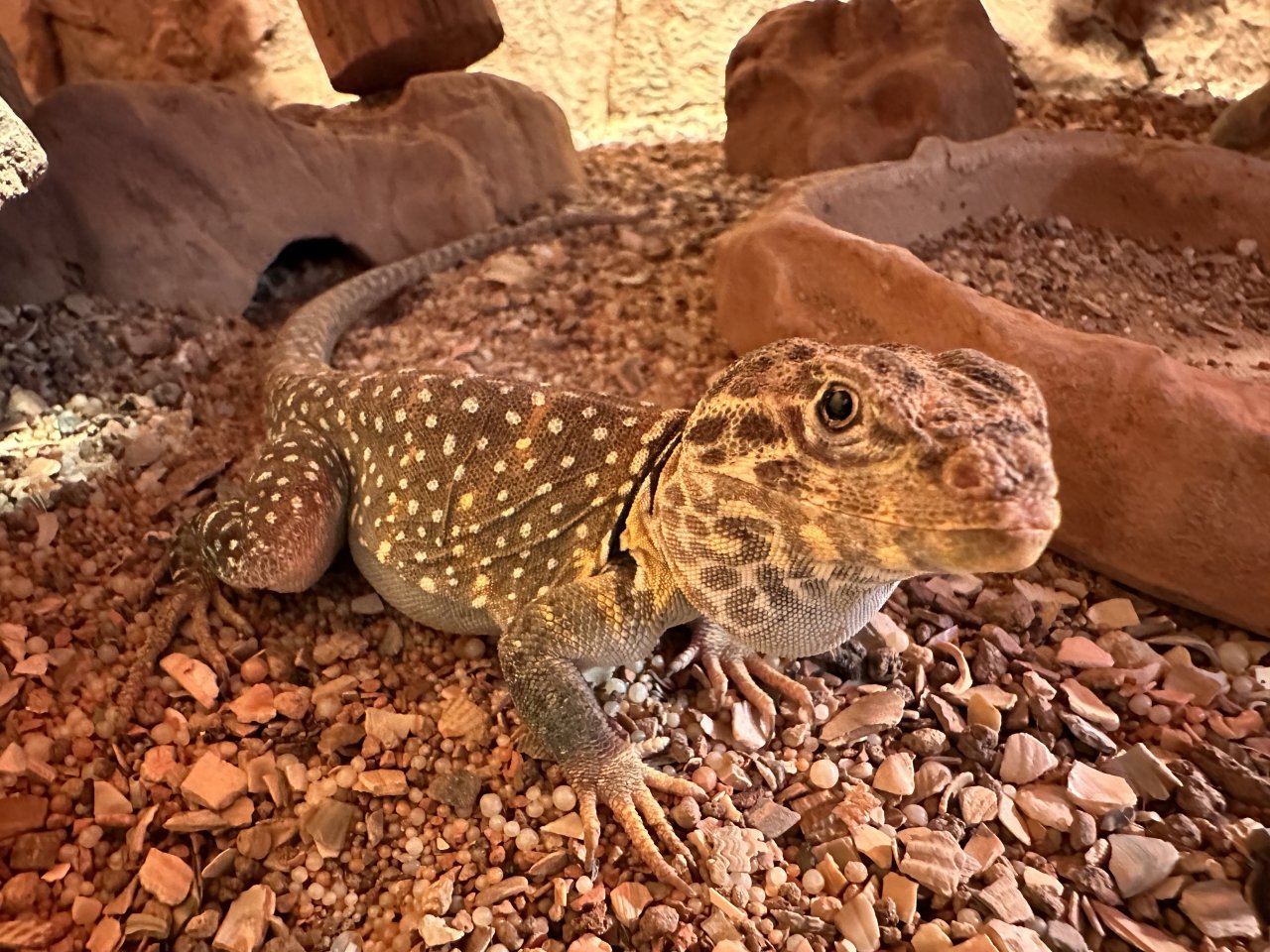 Halsbandleguan Männchen (Crotaphytus collaris) - Leguan - Velden