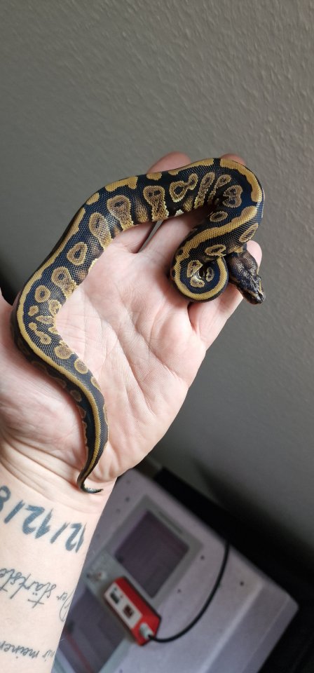 2.2 Mahogany het albino königspython - Schlangen - Emstek