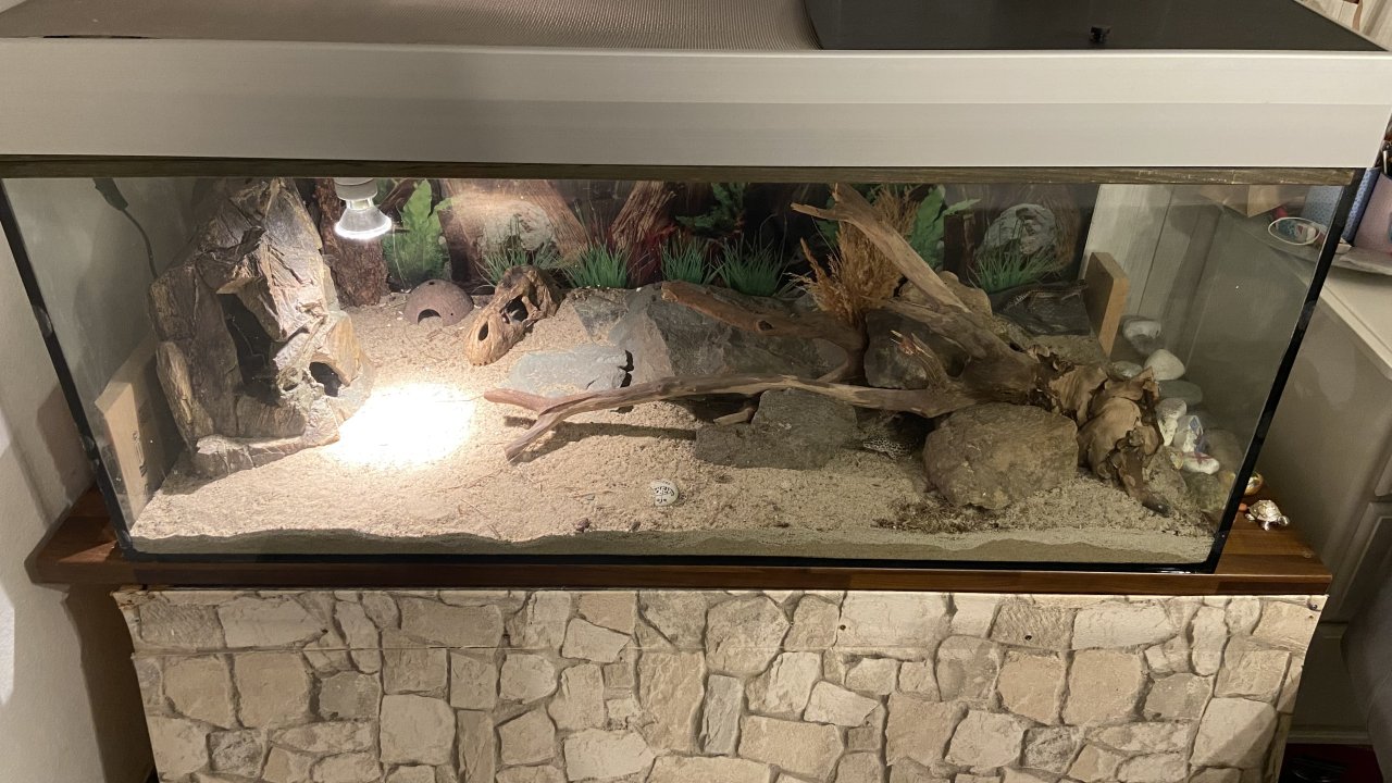 Terrarium mit 4 Leopardgeckos - Gecko - Zwickau