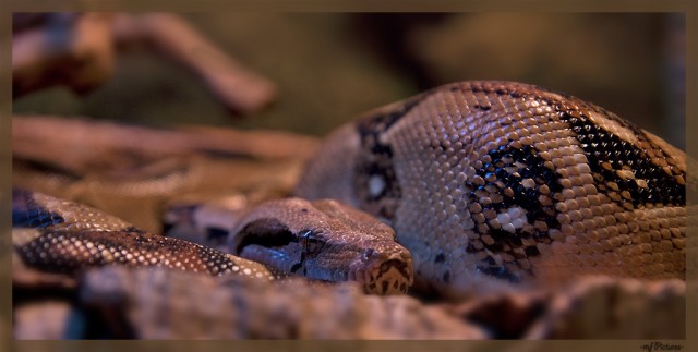 2x Boa constrictor imperator abzugeben w/m Jg.: 2007     KEINE MISCHLINGE     - Schlangen Boa - Freilassing
